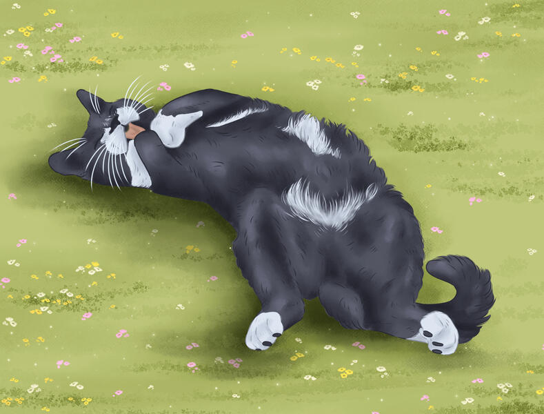 Cat in a flower field